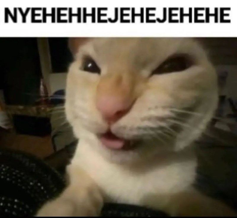 Spicy Caturday Memes From The Feline Realm: Your Weekly Dose Of Sassy Cats